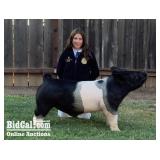 Chelsea Alderson - Swine