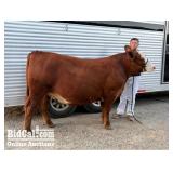 Clint Earley - Beef