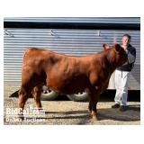 Blake Earley - Beef