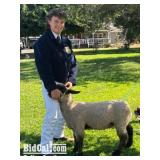 Tyler McMain - Sheep
