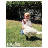 Zane Rollins - Turkey