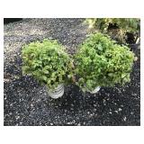 (2) Five Gallon Firepower Nandina
