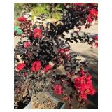 (3) Three Gallon Dark Leafed "Black Diamond" Red C