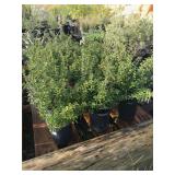 Lot of Boxleaf Euonymus Smaller Hedge