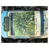Perennial Grass- Pennisetum ‘Hamelin