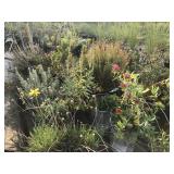 Assorted Perennial/Pollinator Pallet #1