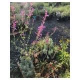 Assorted Perennial/Pollinator Pallet #2