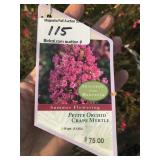 Dwarf Crape Myrtle Patio Tree