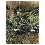 Five "Sandia Glow" Hesperaloes