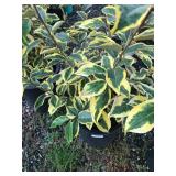 5 Gallon Eleagnus ‘Gilt Edge