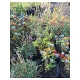 Assorted Perennial/Pollinator Pallet #3