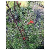 (3) Five Gallon Mexican FIre Awesome Hummingbird P