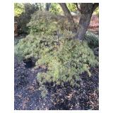 Large Boxed Japanese Maple