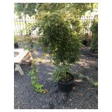 10 Gallon Weeping Japanese Maple ‘Ryusen