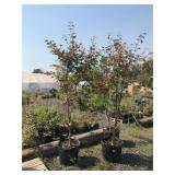 (3) 10 Gallon Bloodgood Japanese Maples