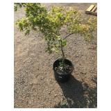 Mystery Green Japanese Maple with Cool Shape