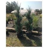 (2) Topiary Moonglow Junipers that Need a Trim, 1