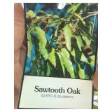 25 Gallon Sawtooth Oak