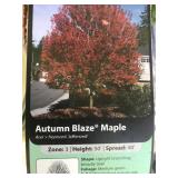 25 Gallon Autumn Blaze Maple