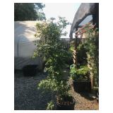 Unusual Peve Multicolor Japanese Maple