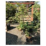 Another Mystery 5 Gallon  Japanese Maple