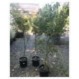 (3) 5 Gallon Seriyu Japanese Maple