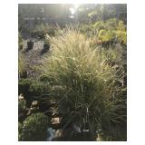 Lot of Five Gallon Japanese Silver Grass