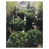 Lot of (6) One Gallon Dwarf Mugo Pines- Two Variet