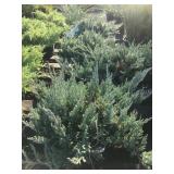 Lot of One Gallon Blue Chip Junipers