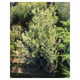 Lot of Two Gallon Leucophyllum (Texas Ranger)