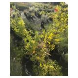 Lot of Assorted Tecoma Flowering Deciduous Shrubs