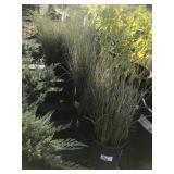 Lot of One Gallon Blue Arrow Juncus