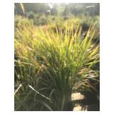 Lot of One Gallon Karl Forrester Grass