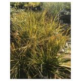 Lot of B-Grade One Gallon Lomandra Breeze