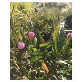 Lot of One Gallon Pink Ruellia Perennials