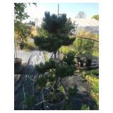 10 Gallon Topiary Pine #1