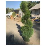 Large Topiary Spiral Juniper