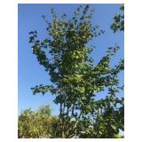 Large 15 Gallon Crataegus English Hawthorn Tree