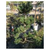 Topiary Ten Gallon Pine #2