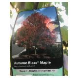 Another Large Autumn Blaze 25 Gallon Shade Tree Ma