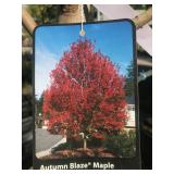 Large Autumn Blaze 25 Gallon Shade Tree Maple