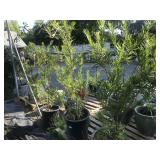 (3) 15 Gallon Bubba Desert Willow Multi Trunk Tree