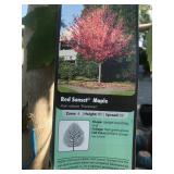 Large 25 Gallon Red Sunset Maple