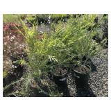 (3) 5 Gallon Cannes Hybrid Pink Flowering Bottlebr