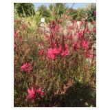 Five Gallon Guara Perennials