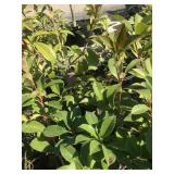 Five Gallon Photinia Privacy Hedges