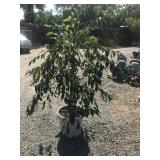 15 Gallon White Weeping Crabapple
