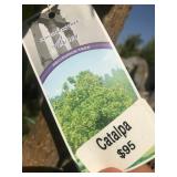 10 Gallon Yellow Leafed (on purpose) Catalpa
