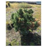 C-Grade Large Mugo Pine