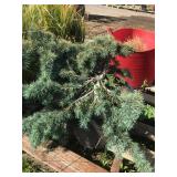 B-grade Prostrate Beauty Low Cedar